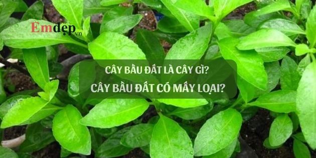 Cây bầu đất là cây gì? Cây bầu đất có mấy loại?