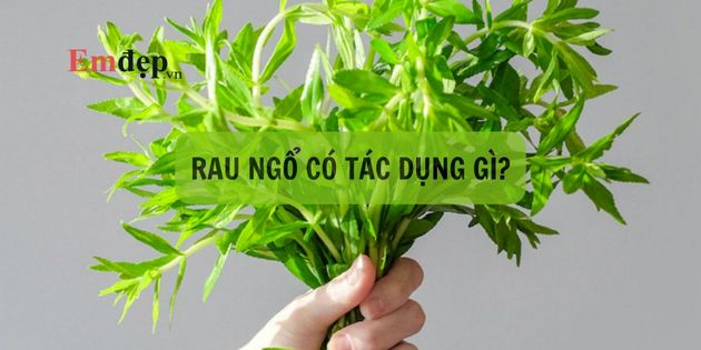 Ăn rau ngổ có tác dụng gì? Rau ngổ trị bệnh gì?