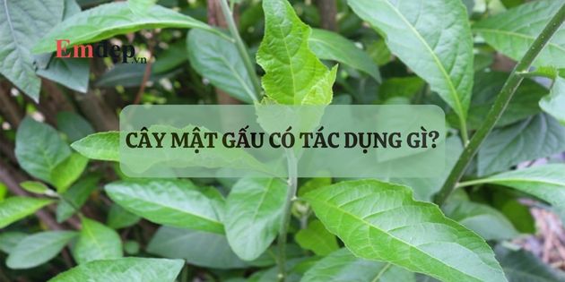 Cây mật gấu có tác dụng gì? Cách sử dụng cây mật gấu trị bệnh