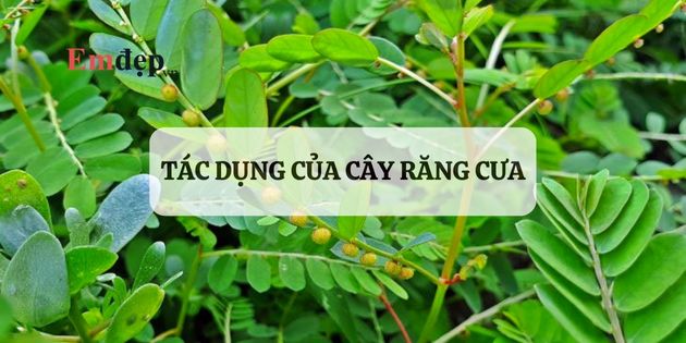 Tác dụng của cây răng cưa? Cây răng cưa trị bệnh gì?