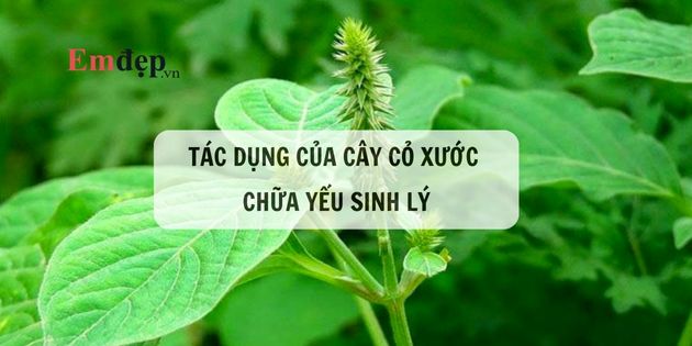 Tác dụng của cây cỏ xước chữa yếu sinh lý và cách sử dụng