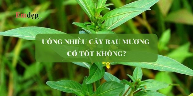 Uống nhiều cây rau mương có tốt không? Cách uống cây rau mương