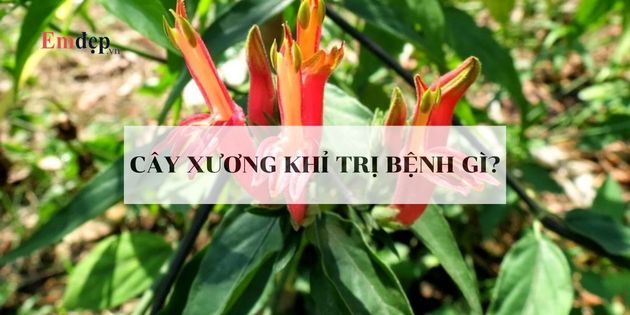 Cây xương khỉ trị bệnh gì? Cây xương khỉ có mấy loại?