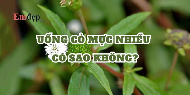 Uống cỏ mực nhiều có sao không? Tác hại của cây cỏ mực