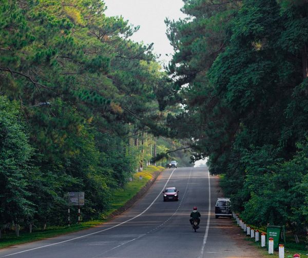 Mê đắm con đường thông xanh siêu đẹp ở nơi được ví là "Đà Lạt thứ hai" của Việt Nam