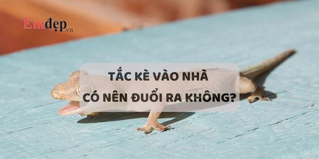 Tắc kè vào nhà có nên đuổi ra không? Tắc kè ở trong nhà tốt hay xấu?