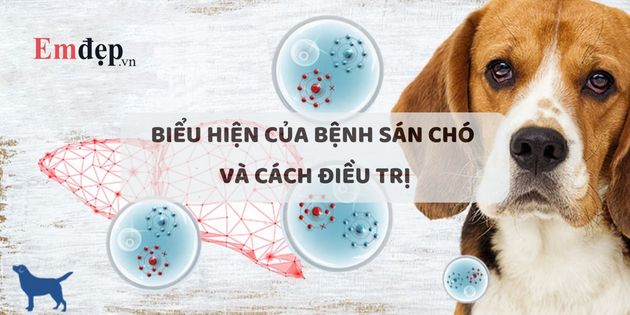 Biểu hiện của bệnh sán chó và cách trị bệnh sán chó tại nhà