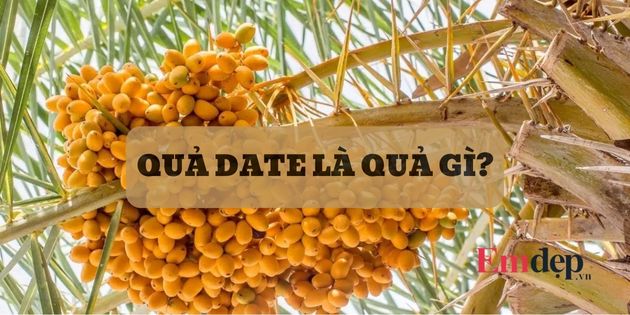 Date là quả gì? Những tác dụng tuyệt vời của quả Date