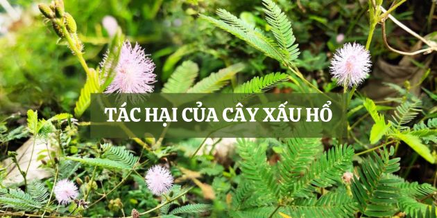 7 tác hại của cây xấu hổ và những điều có thể bạn chưa biết