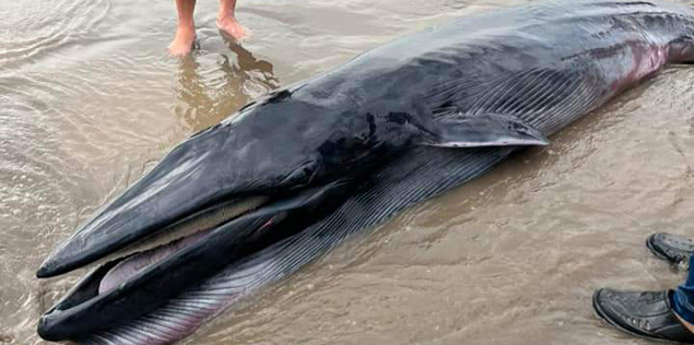 Cận cảnh con cá "khủng" nặng tới 300kg dạt vào bờ biển Trà Vinh

