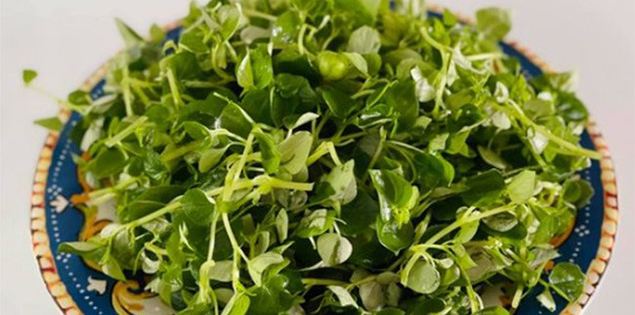 2 loại rau dại mọc tua tủa sau mua ở Việt Nam, trước không ai ăn, thế giới gọi là "thần dược"

