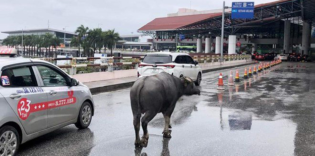 Tá hỏa vì trâu đi lạc ở sân bay Nội Bài

