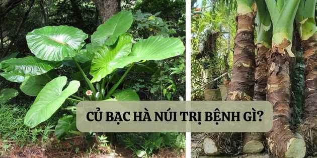 Củ bạc hà núi trị bệnh gì? Bài thuốc chữa bệnh từ củ bạc hà núi