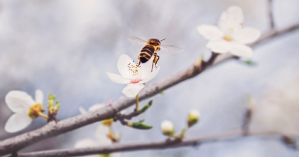 Nếu chưa thể là một 'ong chúa' thì làm một 'ong thợ chăm chỉ' cũng có làm sao?