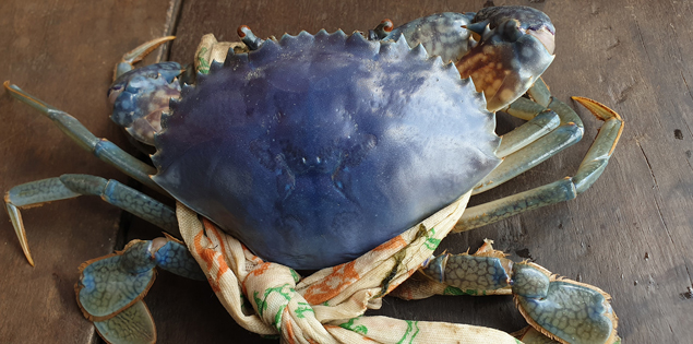 Cận cảnh con cua có màu độc lạ hiếm thấy mới được bắt bởi lão nông Cà Mau

