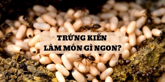 Trứng kiến làm món gì? 7 món ăn ngon từ trứng kiến không thể bỏ qua