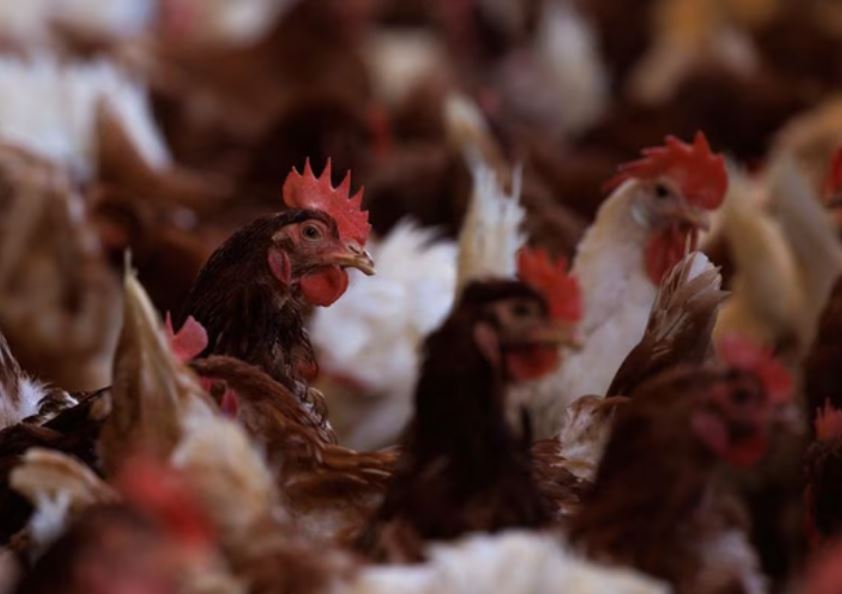 Bộ Y tế thông tin về ca mắc cúm A/H5N1 tử vong
