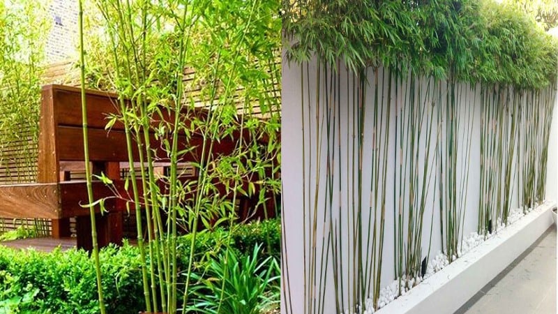 Lý do nên trồng tre, trúc trước nhà, nhiều người giờ mới biết sở thích của đại gia