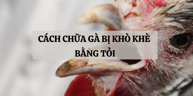 Cách chữa gà bị khò khè bằng tỏi và những điều bạn cần lưu ý