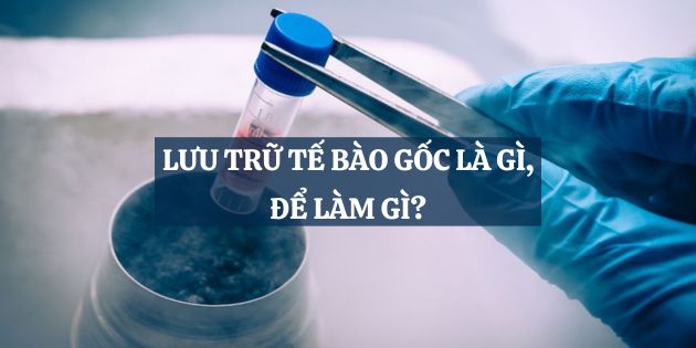 Lưu trữ tế bào gốc là gì? Lưu trữ tế bào gốc để làm gì, chi phí bao nhiêu?