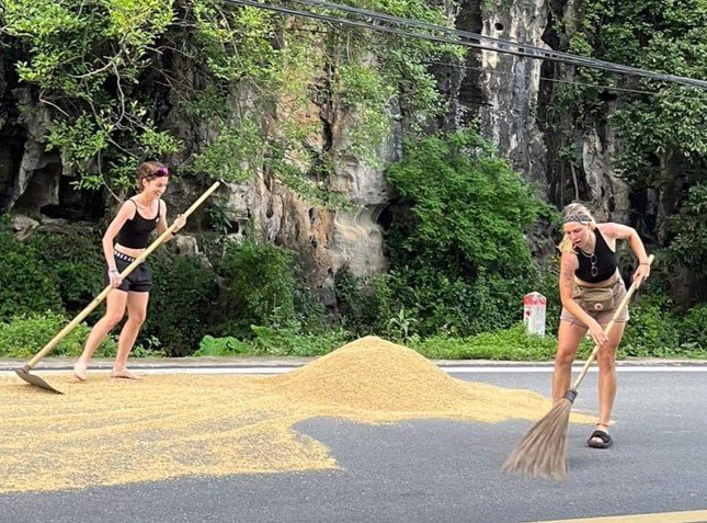 Xôn xao hình ảnh nhóm các cô gái người Tây cào và quét lúa giữa đường ở Việt Nam, sự thật thú vị đằng sau