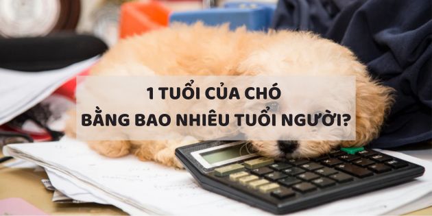 1 tuổi của chó bằng bao nhiêu tuổi người? Cách tính tuổi chó