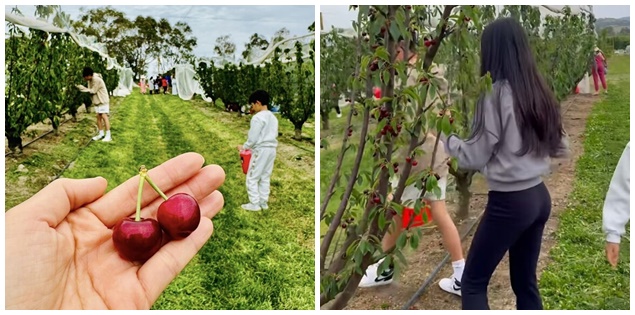 Ốc Thanh Vân khoe đi hái cherry mà dân tình chỉ quan tâm tới vóc dáng của người này
