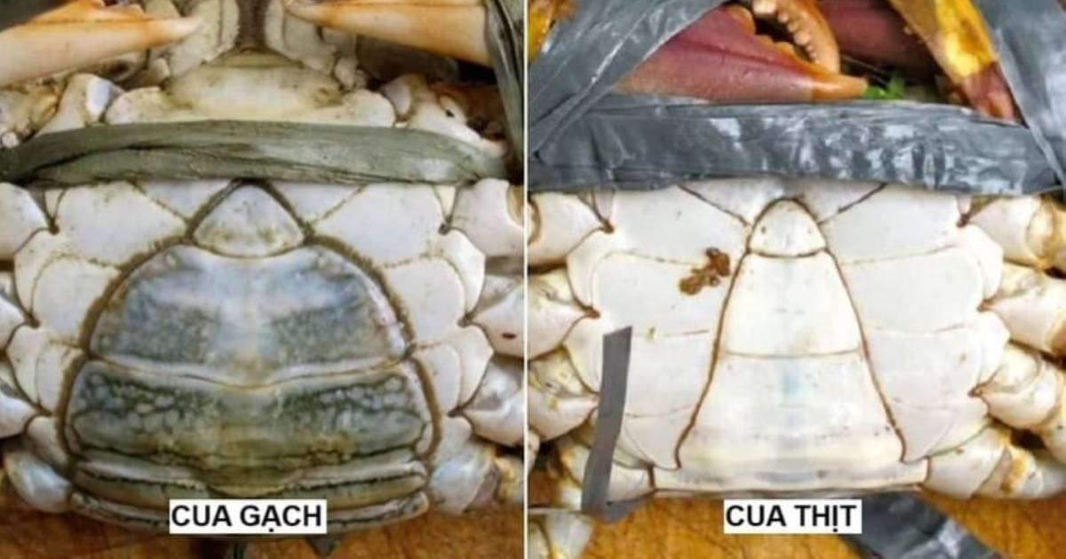 Mách bạn cách phân biệt cua gạch và cua thịt, nhìn qua là biết