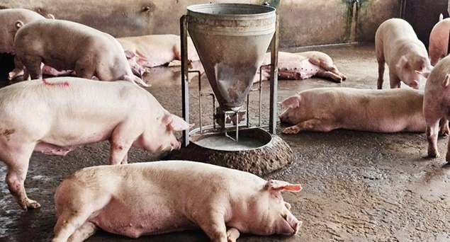Phát hiện lò chuyên mổ, cung cấp lợn nhiễm virus tả ở Hà Nội