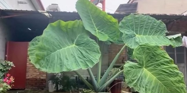 Thực hư dọc mùng "khổng lồ" sau 4 tuần trồng ở Việt Nam gây xôn xao