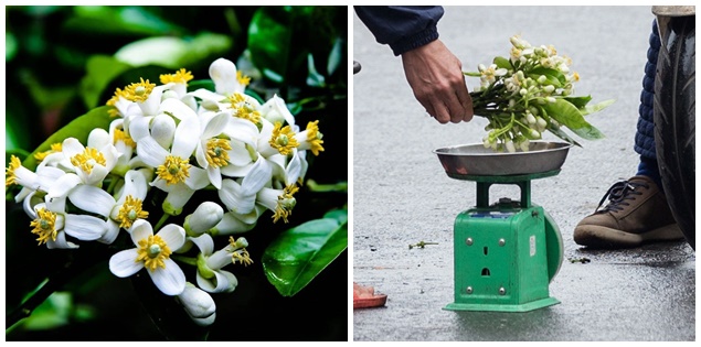 Tháng Ba có một loại hoa thơm lừng bán vài trăm nghìn/kg nhưng vẫn đắt khách