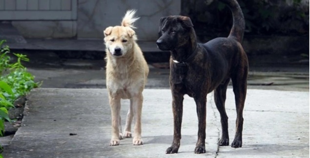 Bé gái 6 tuổi tử vong, nghi do bị chó dại cắn từ 3 tháng trước