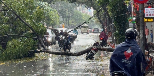 Cây xanh bật gốc giữa trời mưa, đè trúng người đi xe máy ở Hà Nội