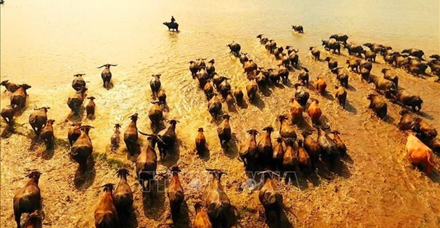 Đóng phim cùng… 300 con trâu, dàn sao Việt kể chuyện “dở khóc dở cười”