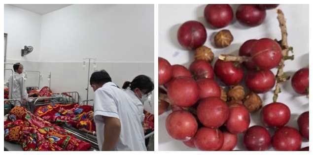 206 học sinh có biểu hiện ngộ độc, nghi do ăn một loại quả lạ