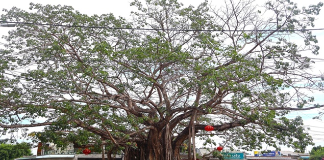 Cây đa đặc biệt ở ngôi làng còn lưu giữ 32 sắc phong vua ban