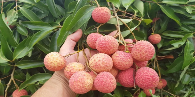 Vải thiều và mùa hè miền Bắc trong ký ức nhiều thế hệ