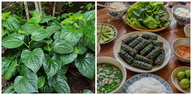 Từ lá lốt ngoài vườn đến món chả thơm nức trên mâm cơm Việt
