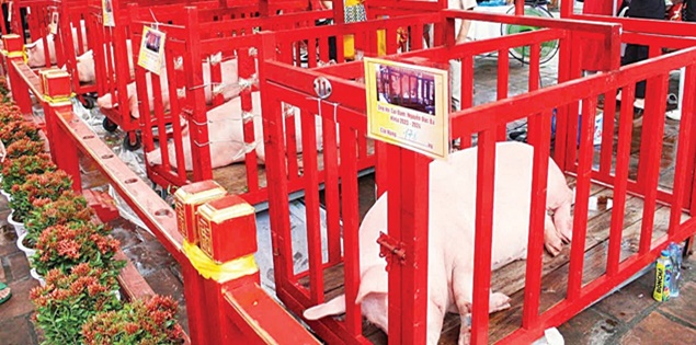 Người dân ven biển Quảng Ninh rước 12 “ông voi” ra đình làm lễ

