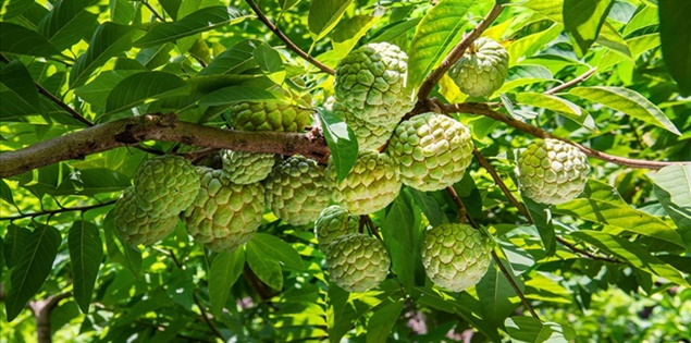 Mùa na núi đá Chi Lăng: Thức quả ngọt lành làm nên thương hiệu của xứ Lạng